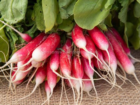 Radish - Bunch - Organic - Each For Discount