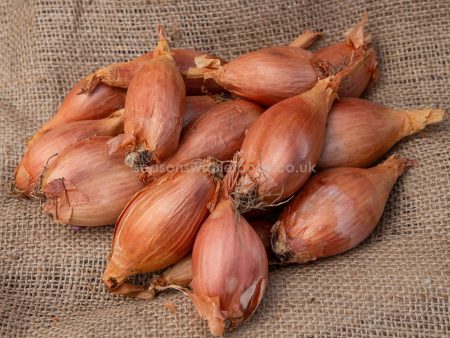 Onions - Shallots - Organic 500g Online Sale