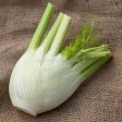 Fennel - Organic - Each Hot on Sale